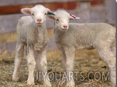 Pair of Commercial Targhee Lambs