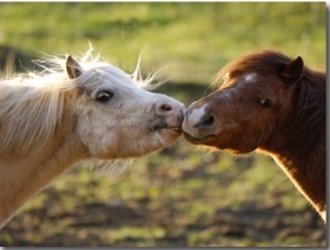 Ponies, Interacting, Scotland