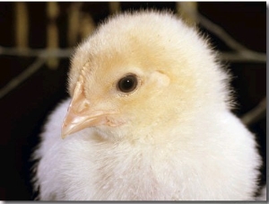 Portrait of a Chick, 3 Week Old