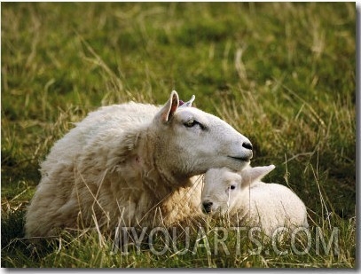 Sheep, Ewe Resting Head on Lamb, Scotland