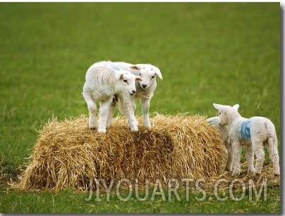 Sheep, Lambs Playing on Straw Bale, Scotland