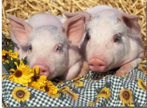 Two Domestic Piglets, Mixed Breed