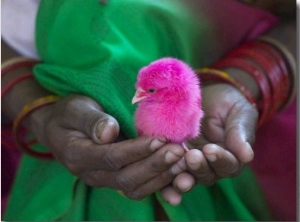 Woman and Chick Painted with Holy Color, Orissa, India