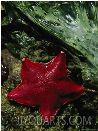 A Bat Star (Patiria Miniata) Edges Across Sea Lettuce (Ulva Lactuca)