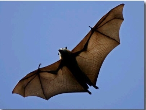 A Flying Fox Soars Above the Trees