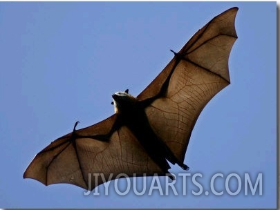 A Flying Fox Soars Above the Trees
