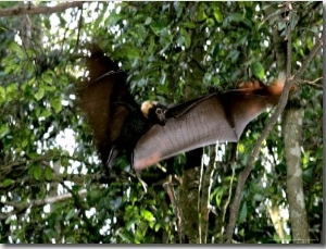 A Fruit Bat at the Tolga Bat Hospital