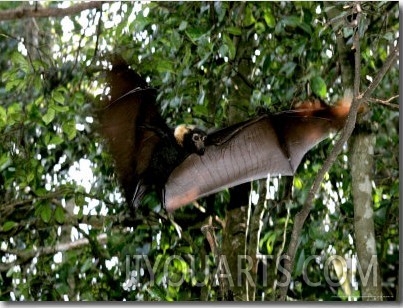 A Fruit Bat at the Tolga Bat Hospital