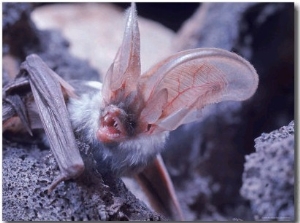 Excellent Close Up of the Spotted Bat
