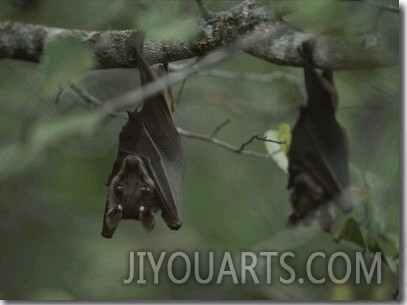 Fruit Bat Hangs Upside down from a Tree in Loango National Park
