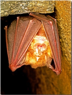 Greater Horseshoe Bat, Adult Sleeping in a Cave, Italy
