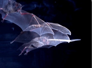 Leaf nosed Fruit Bat Triple in Flight, Native to South America