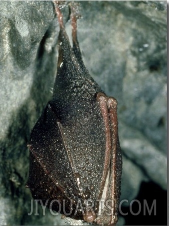 Lesser Horseshoe Bat, Hibernating, Mid Wales