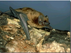 Noctule Bat, UK