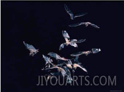 Pack of Spear Nosed Bats in Flight at Yale