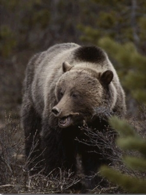 A Grizzly Wanders Through the Forest Looking for a Meal