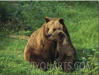 Brown Bear with Cub, Bayerischer Wald National Park, Germany