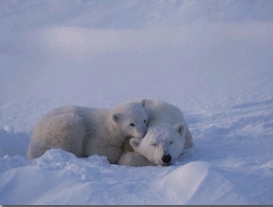 A Polar Bear Cub (Ursus Maritimus) Rests on its Mothers Shoulder