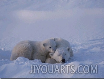 A Polar Bear Cub (Ursus Maritimus) Rests on its Mothers Shoulder