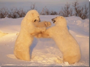 A Pair of Polar Bears, Ursus Maritimus, Frolic in a Snowy Landscape