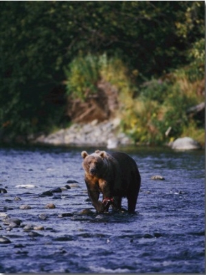 A Kodiak Brown Bear Hunts for Fish