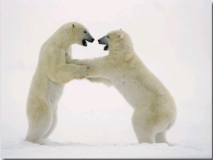 A Pair of Polar Bears Engaged in a Sparring Match
