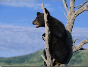 A Young American Black Bear Perches in the Fork of a Tree
