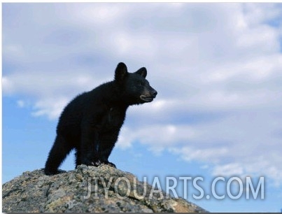 A Young American Black Bear Surveys the Countryside from Atop a Boulder
