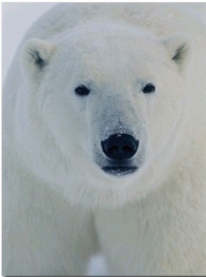 Head Shot of a Polar Bear
