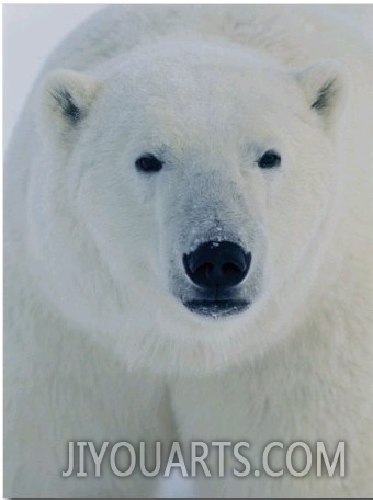 Head Shot of a Polar Bear