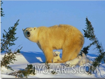 Polar Bear with Cubs