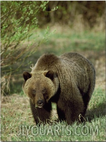 Full View of a Massive Grizzly Bear