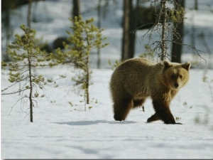 A Brown Bear Walks over the Snow