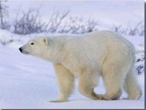 Polar Bear (Ursus Maritimus), Churchill, Hudson Bay, Manitoba, Canada