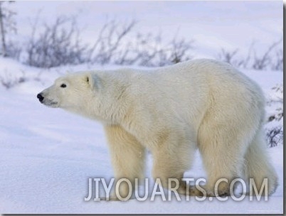 Polar Bear (Ursus Maritimus), Churchill, Hudson Bay, Manitoba, Canada