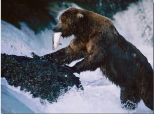 A Grizzly Bear with a Freshly Caught Salmon in its Mouth Climbs up onto a Rock