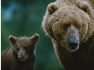 A Female Grizzly and Her Cub Frequent a Local Dump