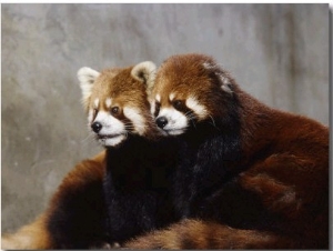 Red Pandas, Wolong Panda Reserve, China