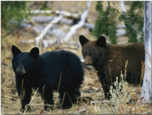 Juvenile American Black Bears