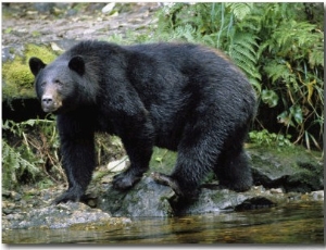 A Black Bear, Ursus Americanus, Walks Along a Rocky Bank