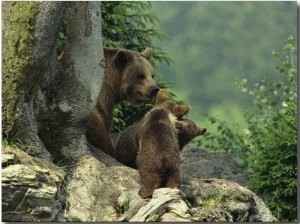 Brown Bear with Cubs, Bayerischer Wald National Park, Germany
