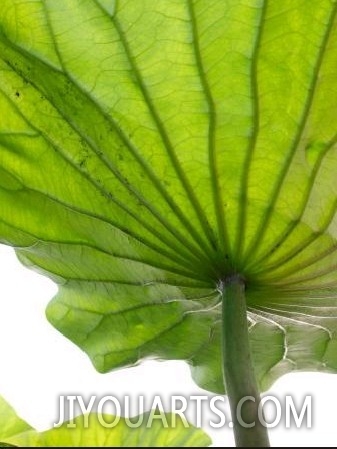 Lotus Leaf Texture