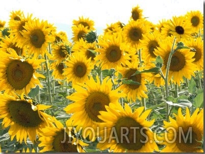 Sunflowers, Colorado, USA