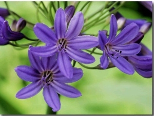 Agapanthus "Cobalt" (African Lily), Close up of Lilac Blue Flowers