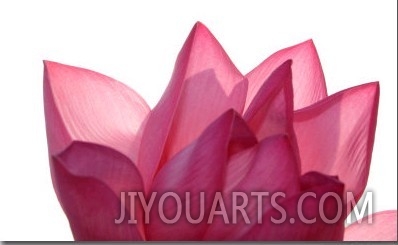 Lotus Flower in Full Bloom