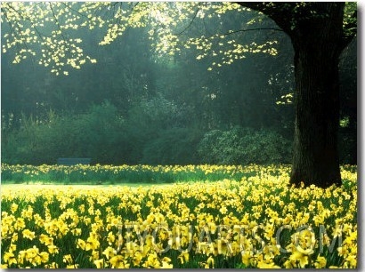 Spring Garden, Narcissus, Tree Bright Sunshine France Narcissi Paris