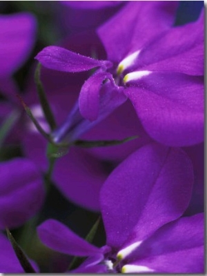 Lobelia Erinus "Cambridge Blue," Close up of Purple Flower