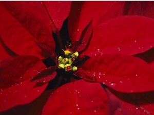 A Close View of Dew Drops on a Poinsettia Plant