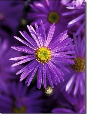Aster Frikartii "Monch" Close up of Purple Flower with Due