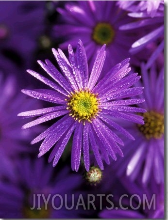 Aster Frikartii "Monch" Close up of Purple Flower with Due